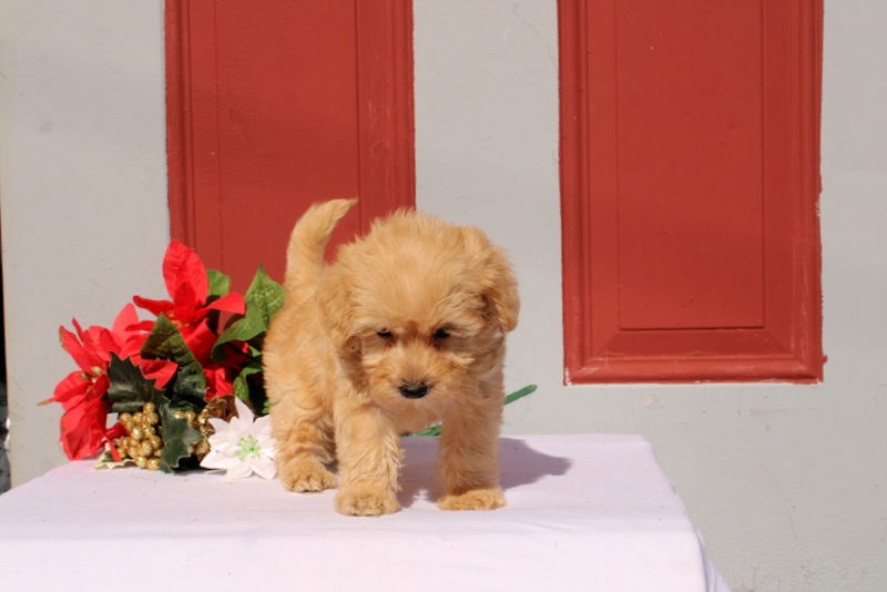 puppy, for, sale, Morkie-Poo, Matthew B. Stoltzfus, dog, breeder, Gap, PA, dog-breeder, puppy-for-sale, forsale, nearby, find, puppyfind, locator, puppylocator, aca